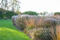 Grass bed, Pennisetum alopecuroides Hameln, Molinia arundinacea Skyracer, Molinia caerulea Heidebraut, Miscanthus sinensis Kleine Silberspider 