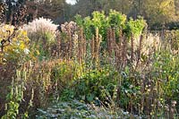 Autumn Garden, Acanthus Mornings Candle, Miscanthus, Inula, Agastache 