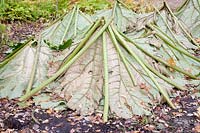 Winter protection giant leaf, Gunnera 