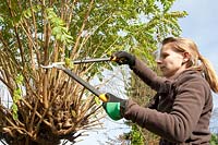 Pruning of the ball locust tree, Robinia pseudoacacia Umbraculifera 