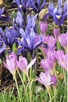 Crocuses and irises 