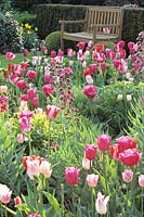 Bed with Tulipa Barcelona, Tulipa Garden Beauty, Tulipa Mata Hari, Tulipa Sorbet 