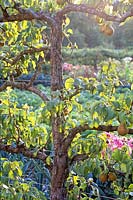 Fruit espalier 