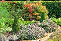 Herb garden with sage 