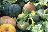 various pumpkins 