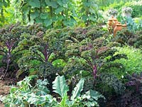 Red-leaved kale, Brassica oleracea Redbor 