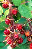 Portrait of Japanese wineberry, Rubus phoenicolasius 