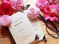 Still life camellias with a book 