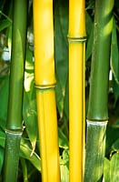 Portrait Bamboo, Phyllostachys spectabilis 