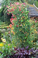 Garden with vetch, Lathyrus 