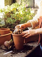 Planting an Amaryllis 