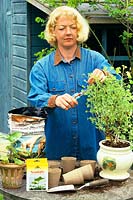 Propagation of scented pelargonium by cuttings 