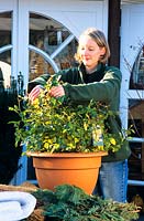 Winter protection for potted roses 