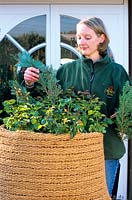 Winter protection for potted roses 