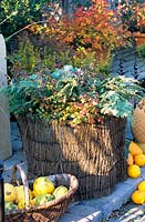 Winter protection for potted roses 