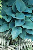 Hosta and fern, Athyrium niponicum Metallicum; Hosta Halcyon 