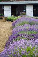 Lavender, in the background the nursery 