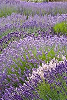 Lavender in the garden 