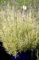 variegated foliage in lavender 