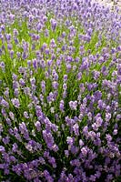 Portrait Lavender, Lavandula angustifolia Cedar Blue 