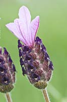 Portrait Lavender, Lavandula stoechas x viridis Fathead 