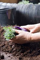 Potting lavender, Lavandula angustifolia 