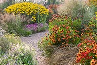 Beds with sneezeweed 