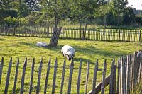 Sheep in the enclosure 