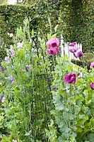 Cottage garden with annuals 