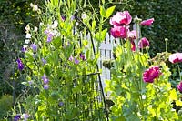 Cottage garden with annuals 