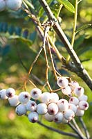 Portrait of Rowan berries, Sorbus Rhederiana 