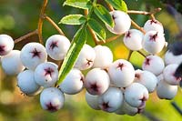 Portrait of Rowan berries, Sorbus Rhederiana 