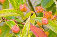 Portrait of spindle tree, Euonymus myrianthus 