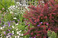 Barberry and perennials 