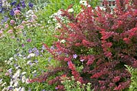 Barberry and perennials 