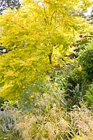 Portrait of Golden Robinia, Robinia pseudoacacia Frisia 