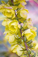 Portrait of Mahonia flowers, Mahonia japonica Hivernant 