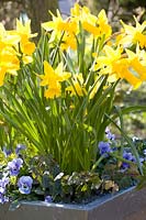 Portrait Daffodil, Narcissus cyclamineus Peeping Tom 