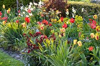 Bed with bulbous plants and perennials 