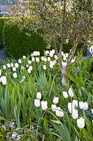White tulips 
