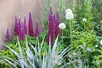 Lupins and ornamental onions 