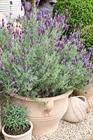 Pot with French lavender 