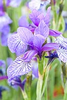 Portrait Siberian Iris 