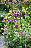 Clematis and roses 