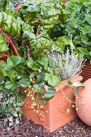 Vegetables, fruit and herbs in the balcony box 