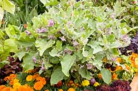 Combination of vegetables and annuals 