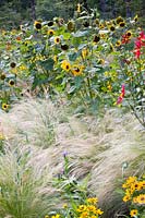 Sunflowers and grasses 