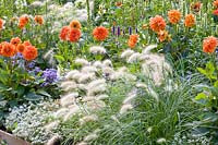 Dahlias, grasses and annuals 