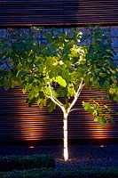 Illuminated tree 