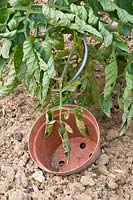 Watering aid for tomatoes 